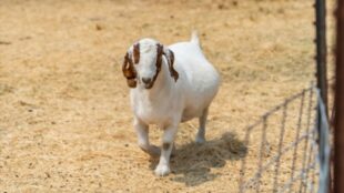 How Long Do Goats Stay Pregnant? (Explained)