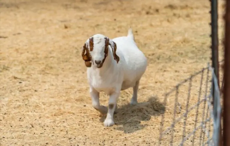 Average Gestation Period: How Long Do Goats Stay Pregnant?