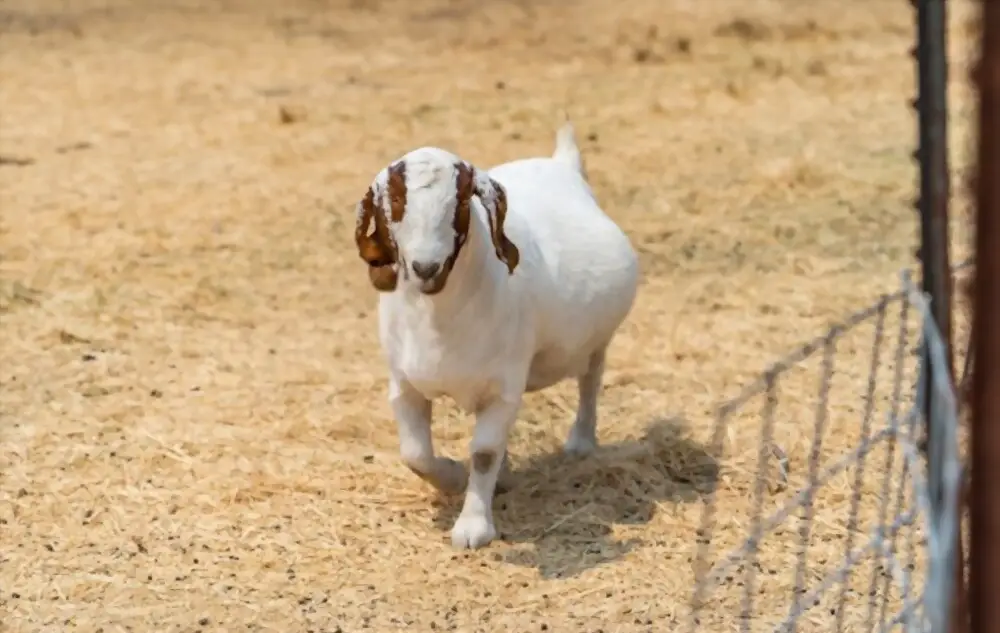 pregnant goat on farm
