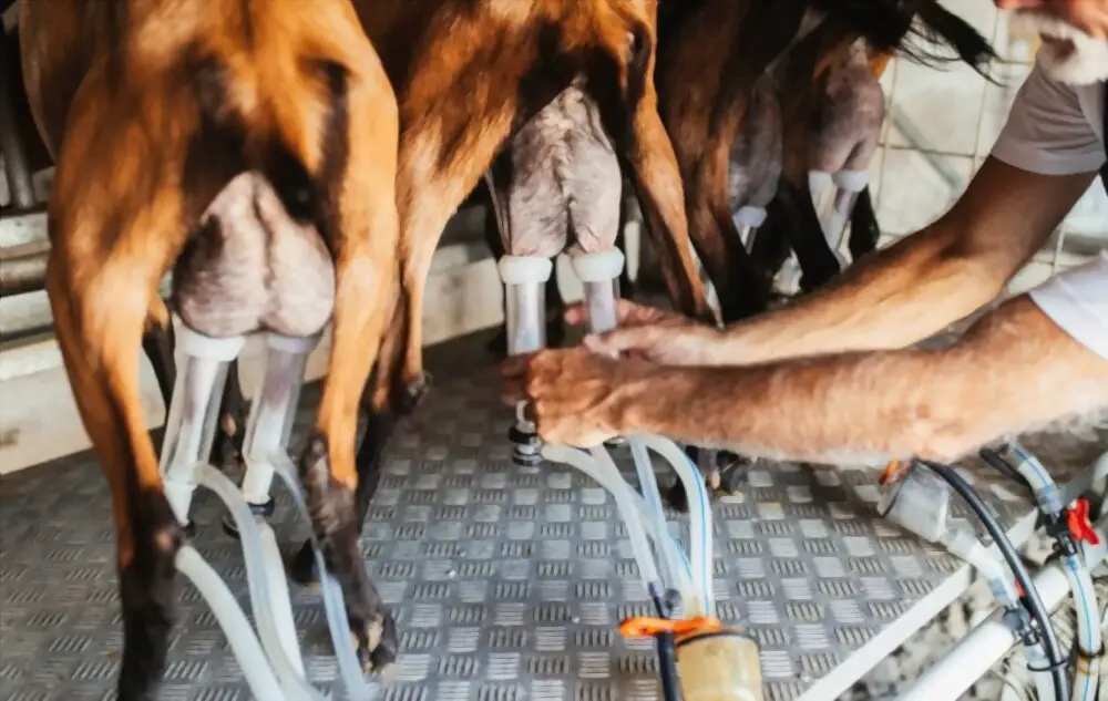 milking dairy goats