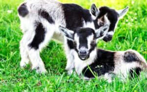 small pygmy goats