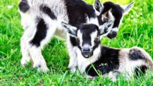 How Much Do Pygmy Goats Cost To Buy?