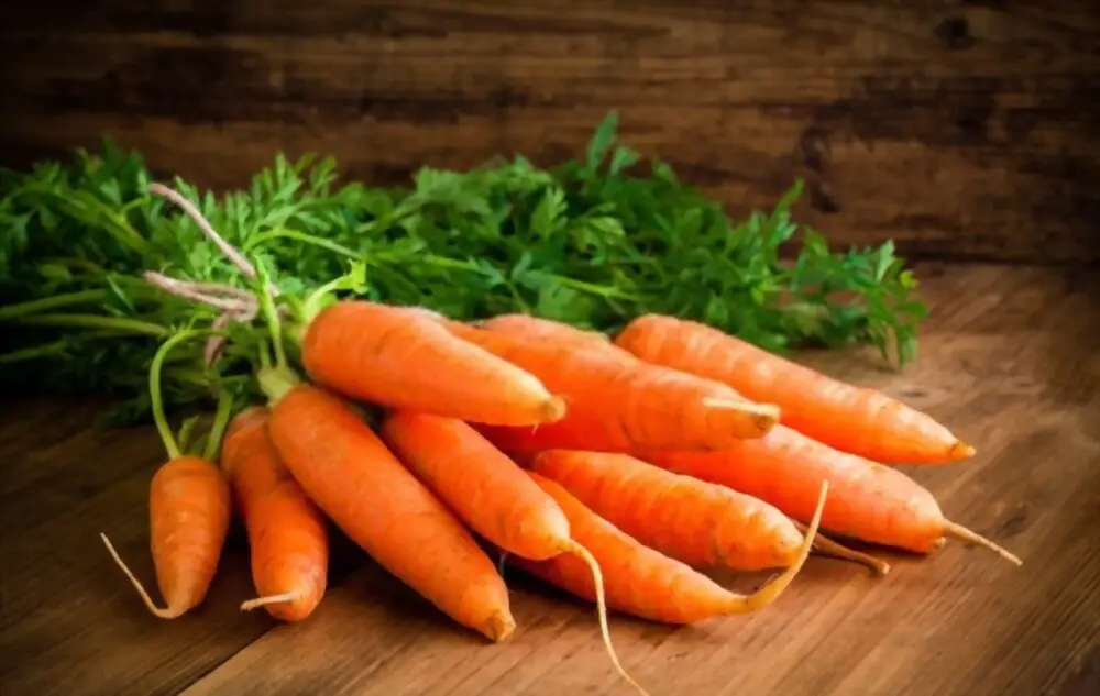 fresh sweet carrots