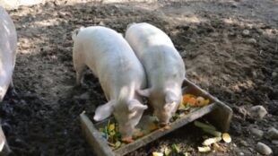 Can Pigs Eat Grapes? (With/Without Seeds?)