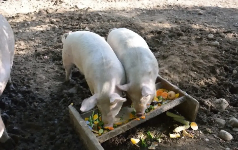 two pigs eating