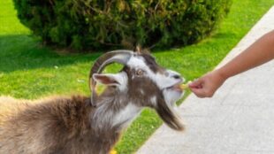 Can Goats Eat Bread? (Pros & Cons)