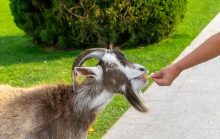 Can Goats Eat Bread? Answering the Common Question