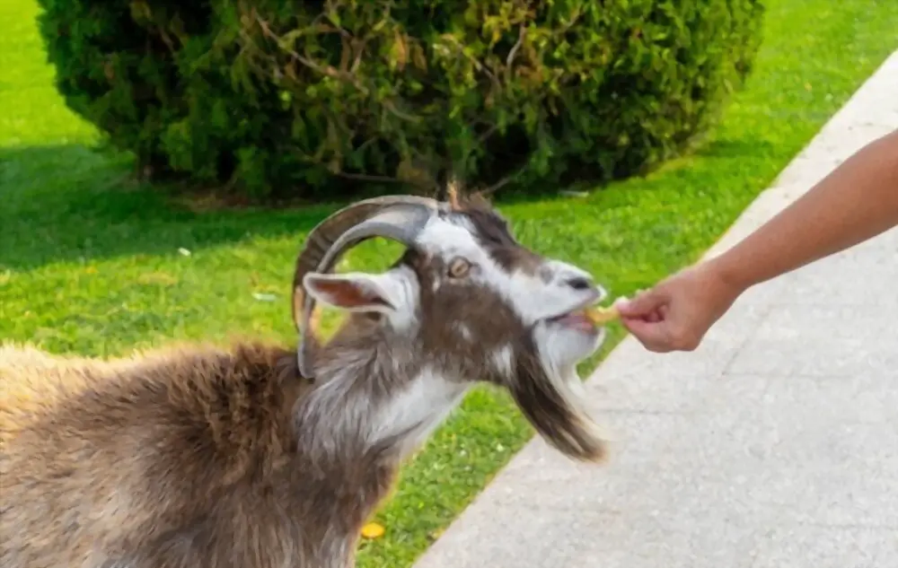 feeding goat with bread