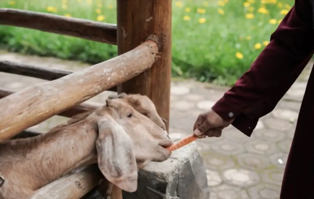 goats eating carrot