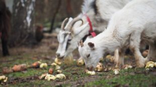 Can Goats Eat Apples? What You Need To Know!