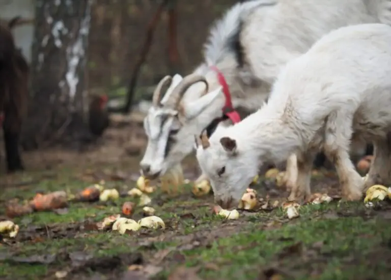 Can Goats Eat Acorns? What You Need To Know!