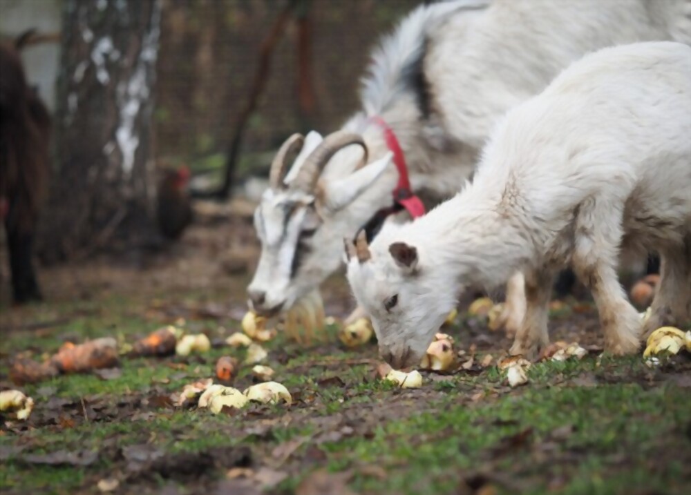 goats eating apples