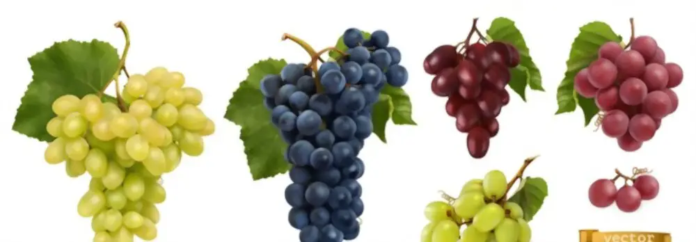 different types of grapes