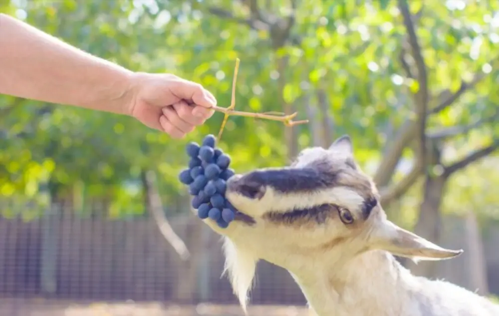 goat eating grapes