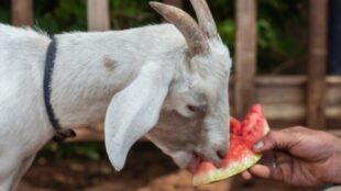 Can Goats Eat Watermelon? All You Need To Know