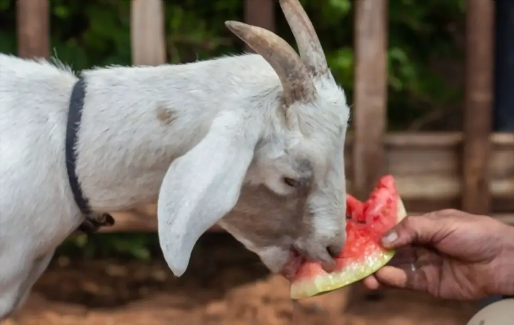 goat eating watermelon