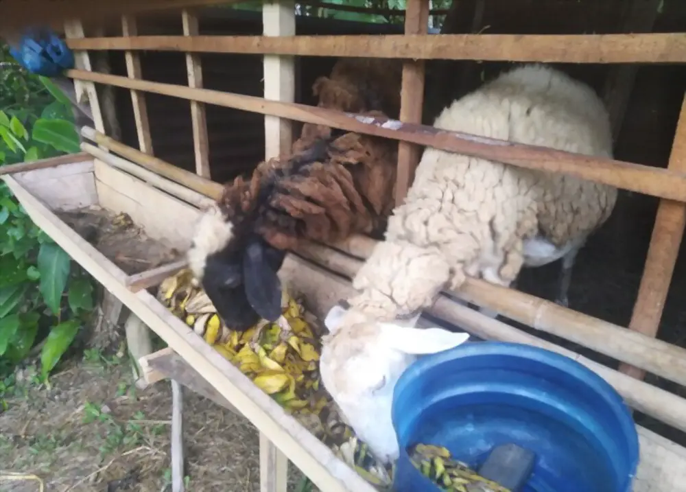 two goats eating banana peels