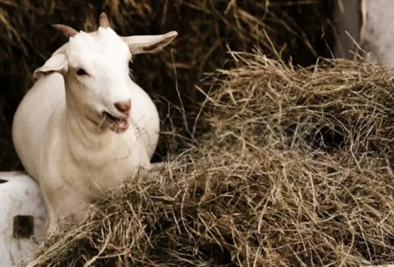 How Much Hay Does A Goat Eat Per Day?