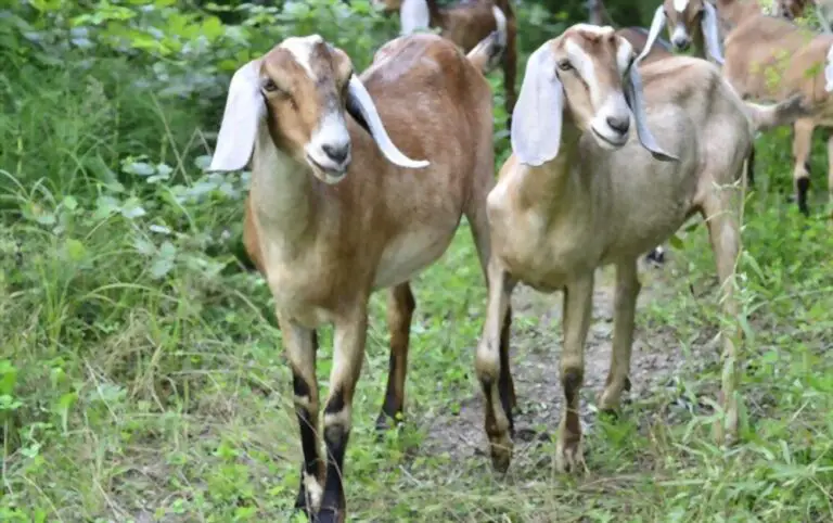 How Long Do Nubian Goats Live?: Lifespan Explained