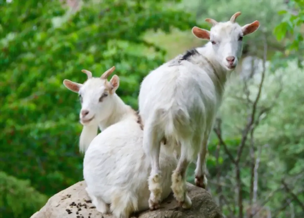 American pygmy goats