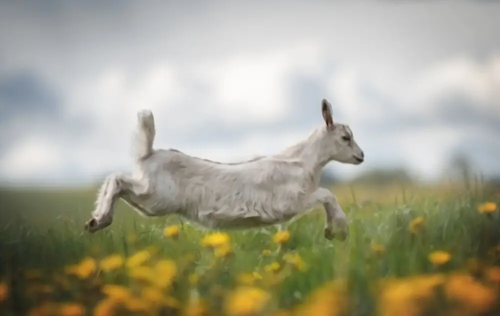 little gray goat running