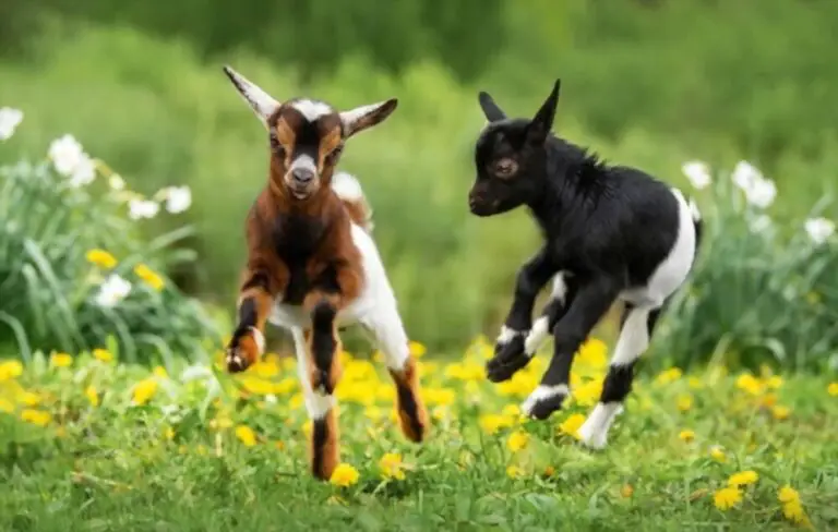 How Much Does A Baby Goat Cost To Buy? (2023)