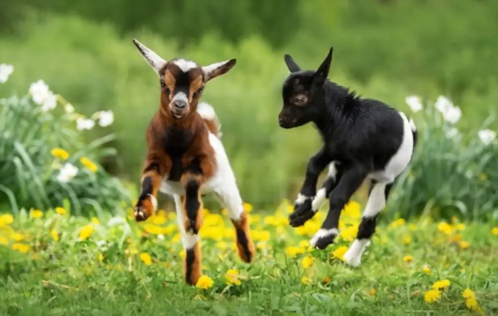 two baby goats playing
