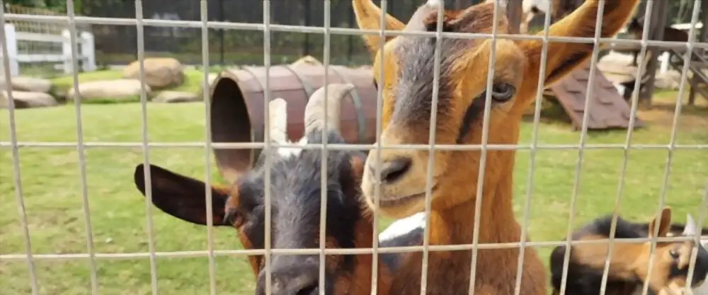 goats behind fence