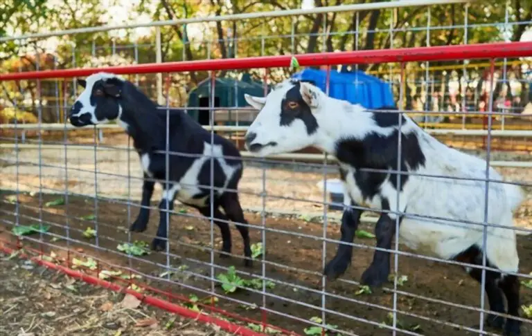 How Much Land Do You Need For Goats? (Quick Facts)