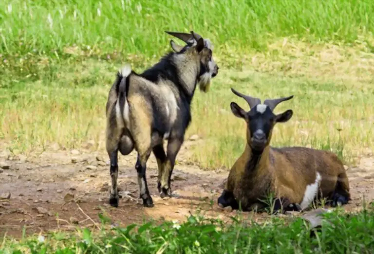 How Often Do Goats Go Into Heat? (Quick Facts)