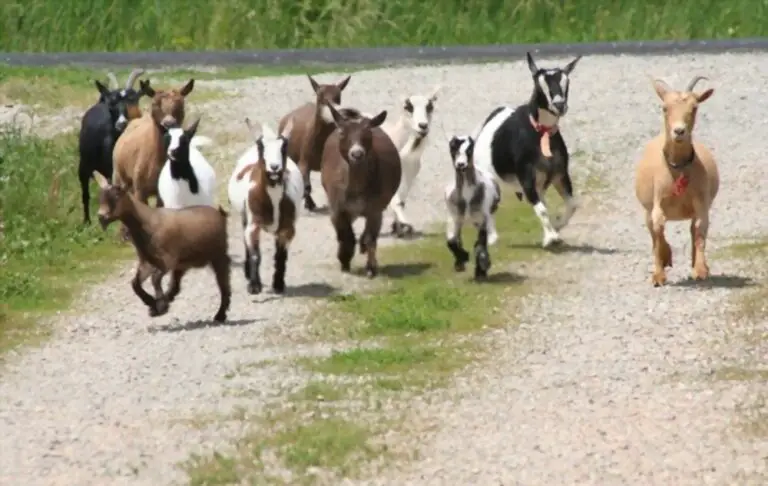 How Fast Can a Goat Run? (Quick Facts)