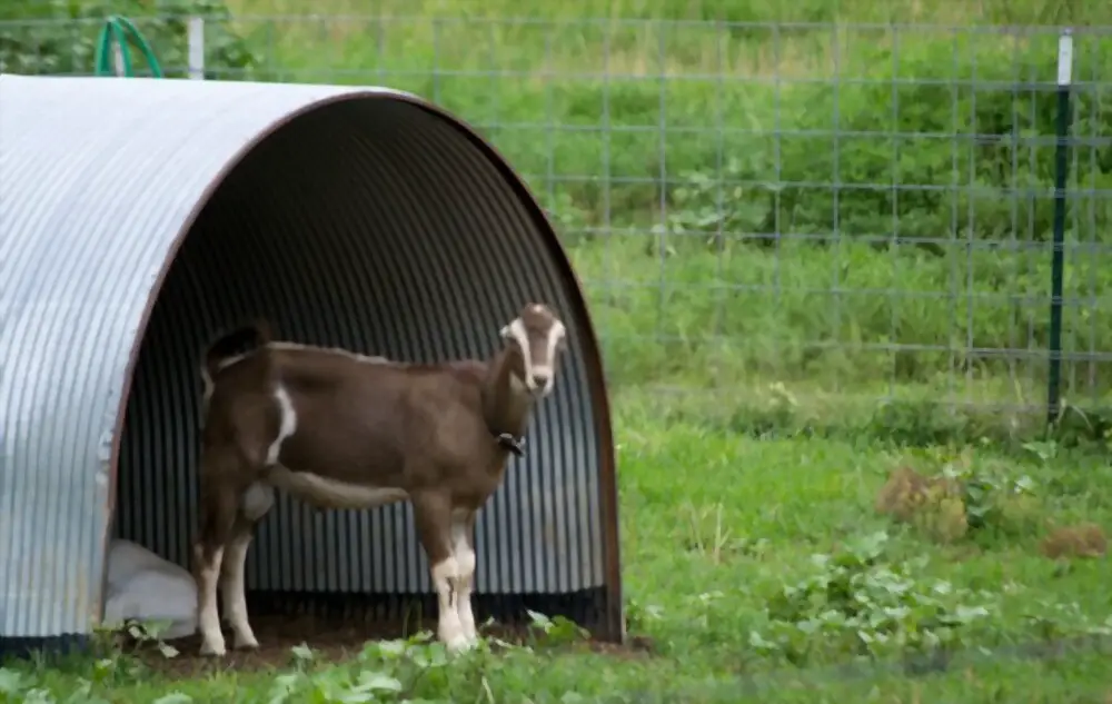 Goat shelter