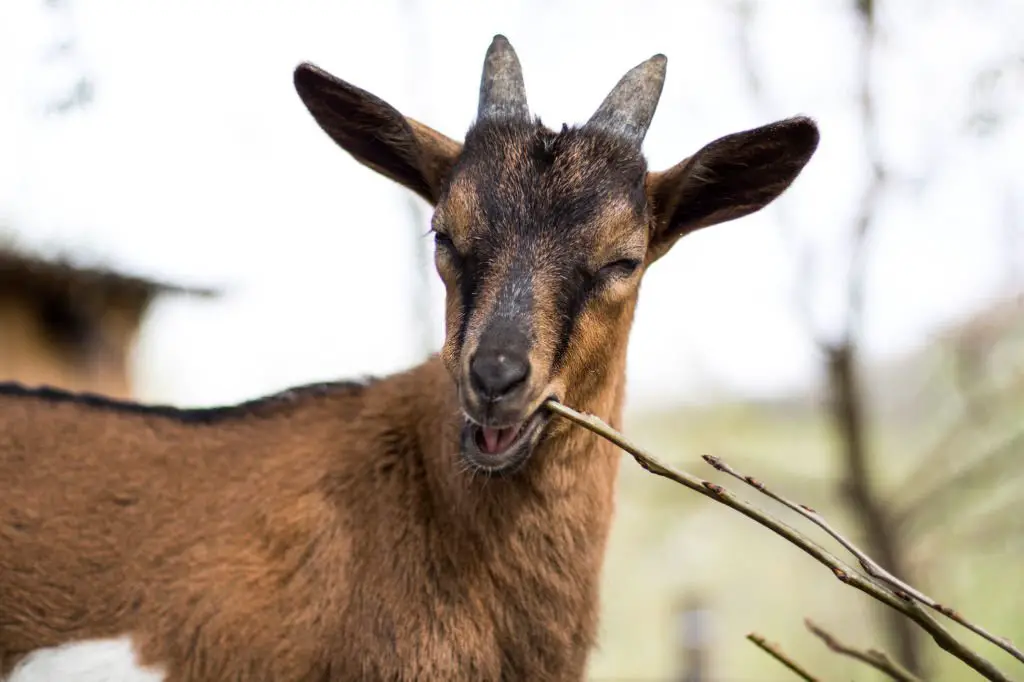 a brown goat biting a stick