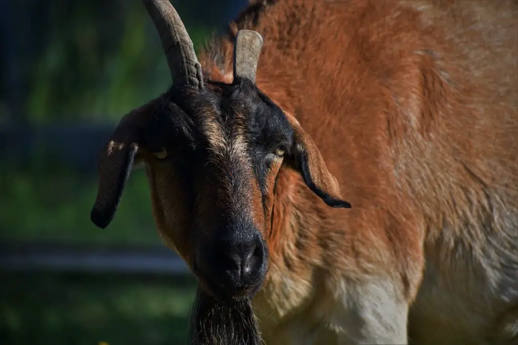 Goat with broken horn