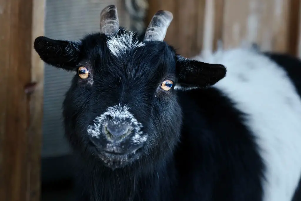 weird goat eyes
