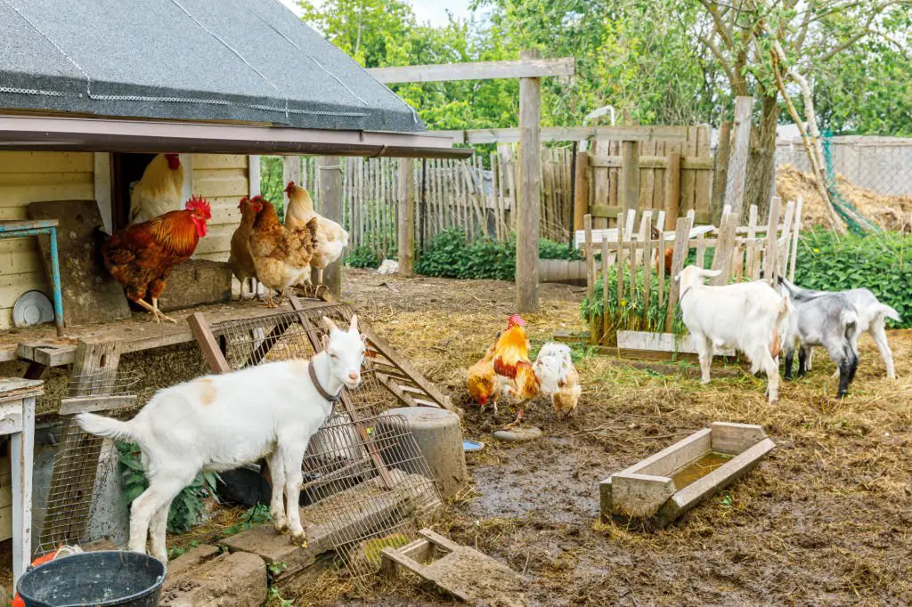 Goat and free range chicken 