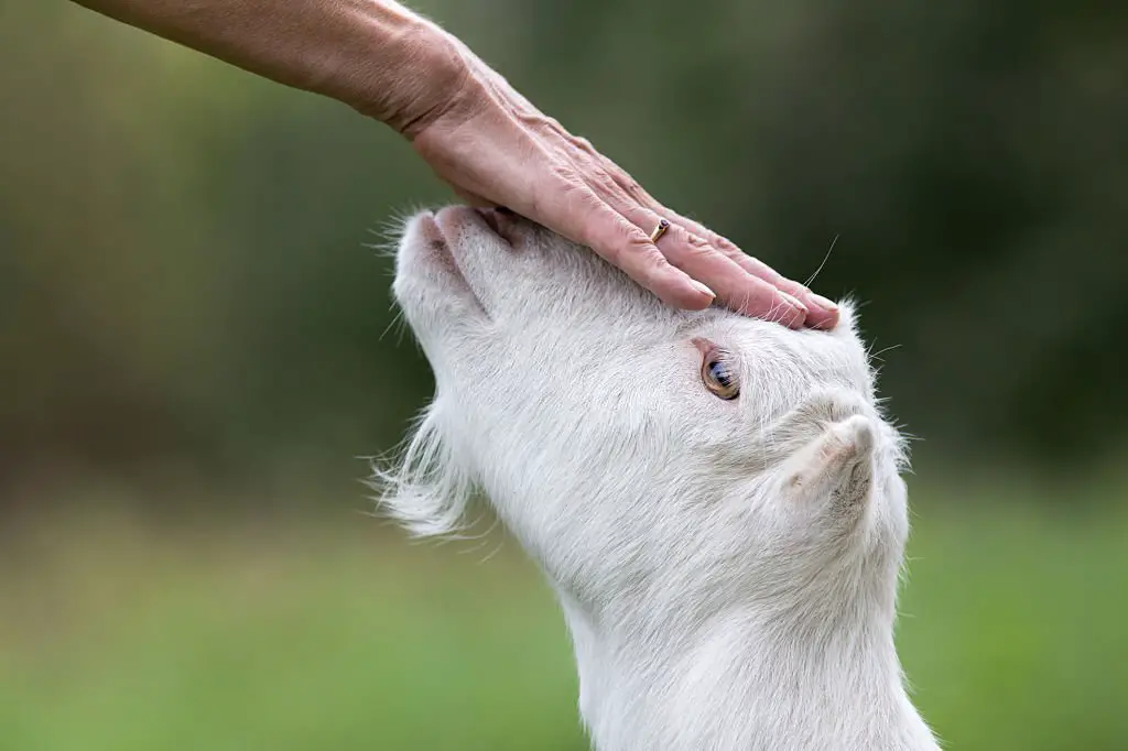 hand cuddling Saanen goat 