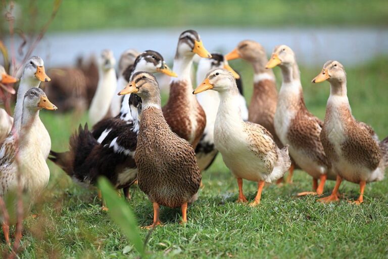 17 Black and White Duck Breeds You Should Know