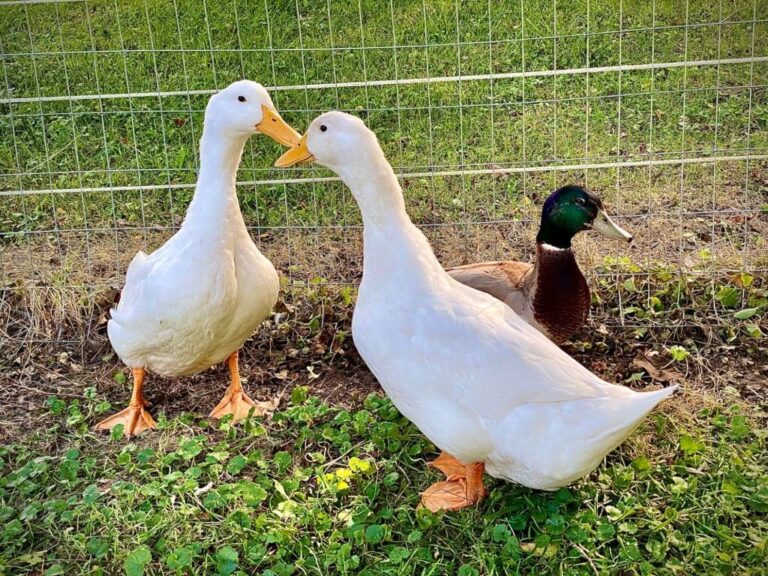 Do Ducks Mate For Life Like Geese?