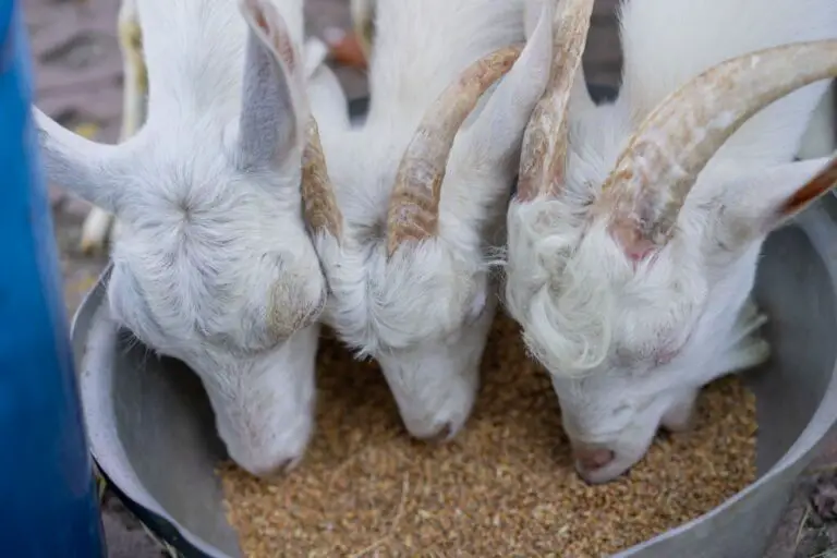 Do Goats Eat Meat? What You Need To Know!