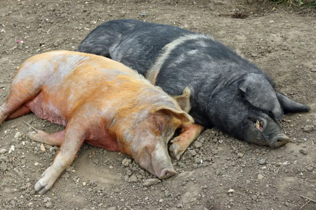 Tamworth and Essex pigs