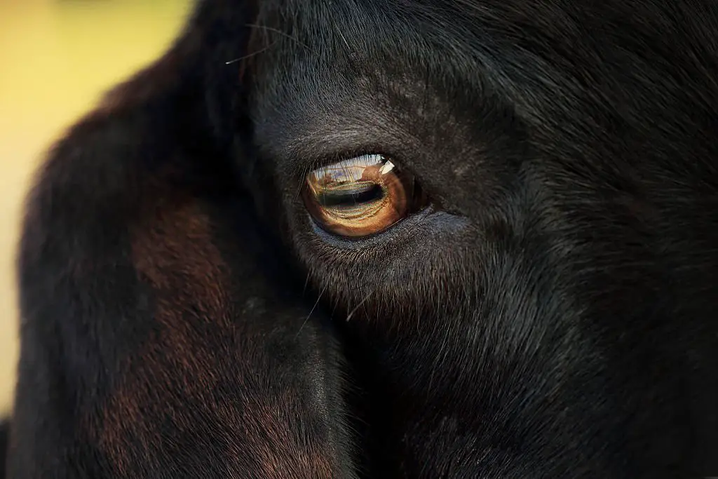 black goat's eye