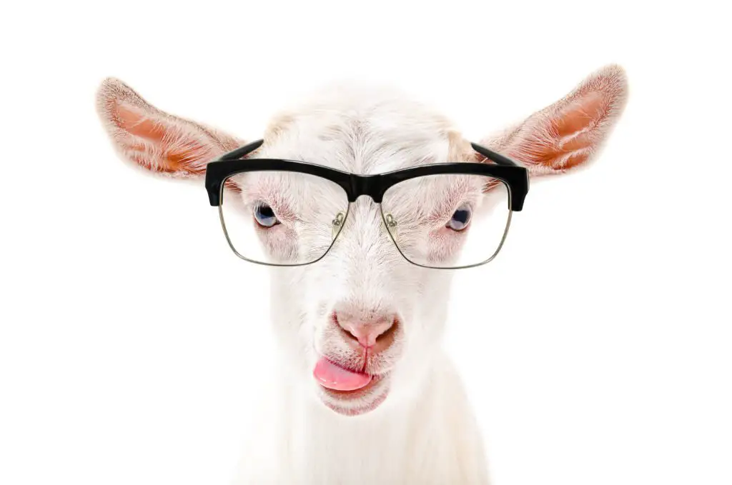 Goat in glasses