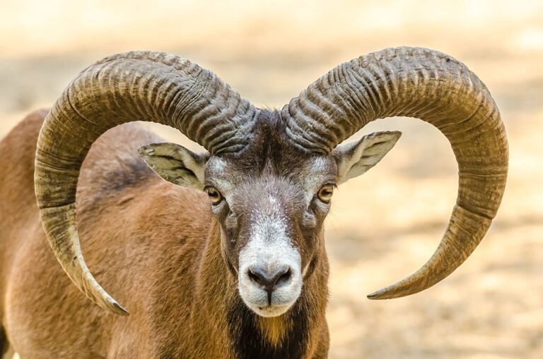 Do Goat Horns Grow Back if Broken or Trimmed?