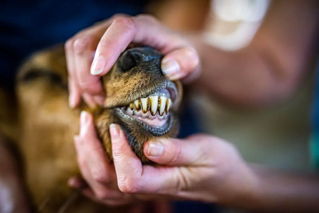 Vet examining a goat's teeth