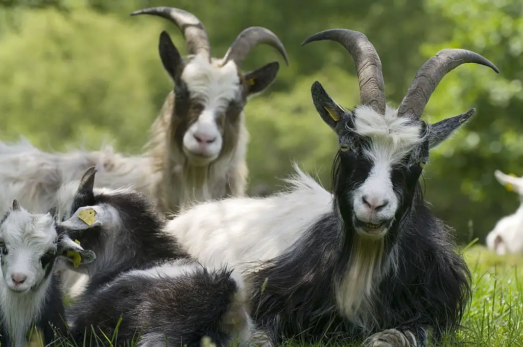 Goats with long horns