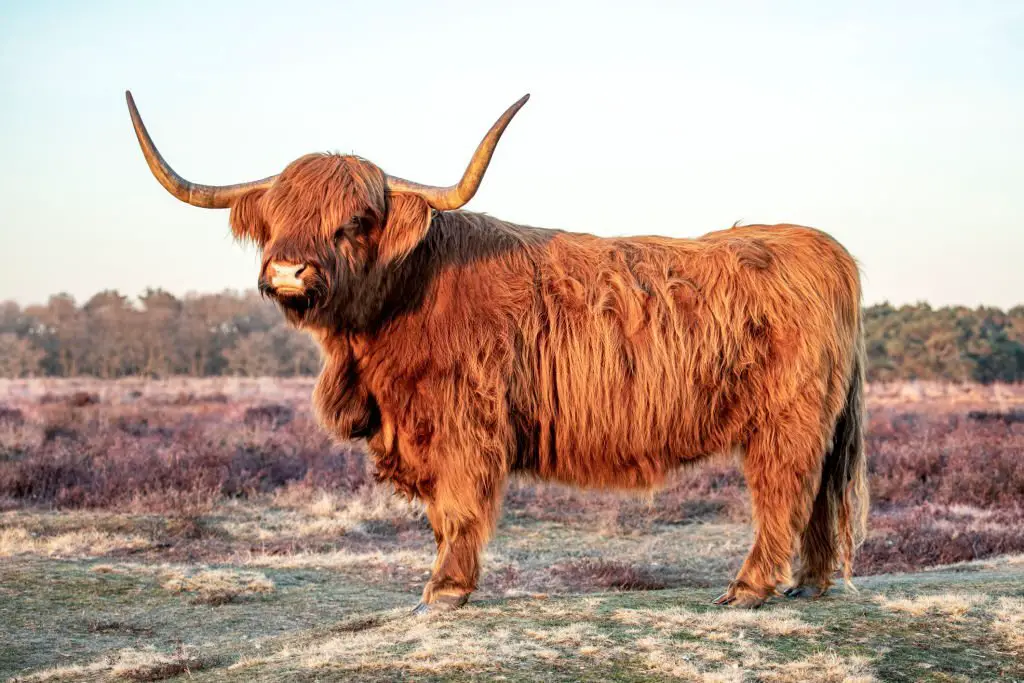 Large fluffy cow