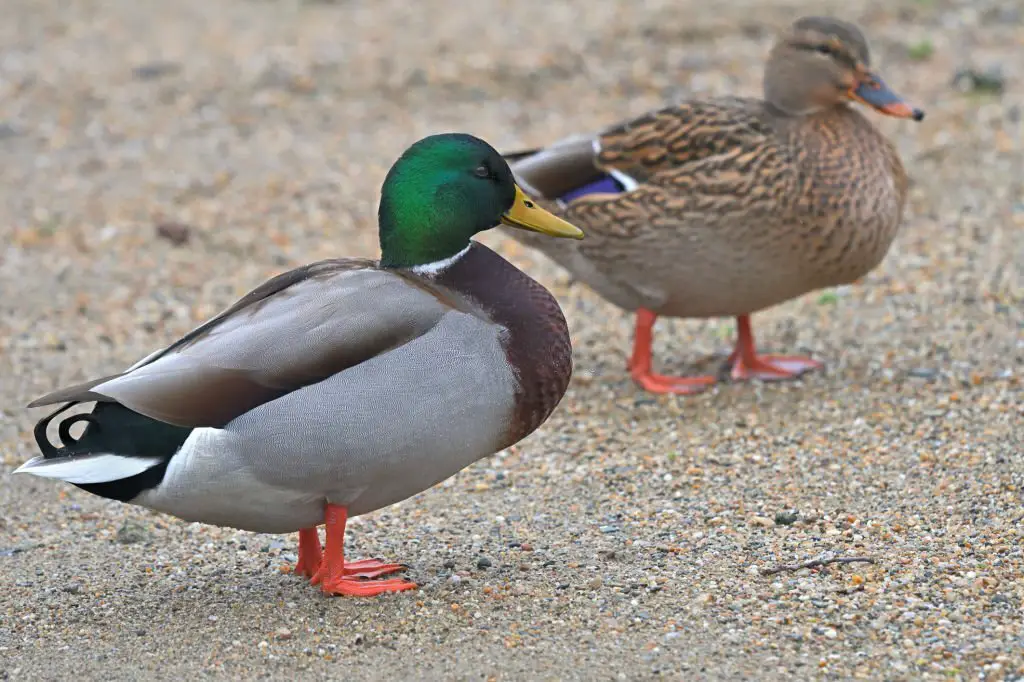 pair of mallard ducks