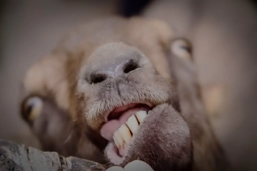 Close up of the mouth of a brown goat