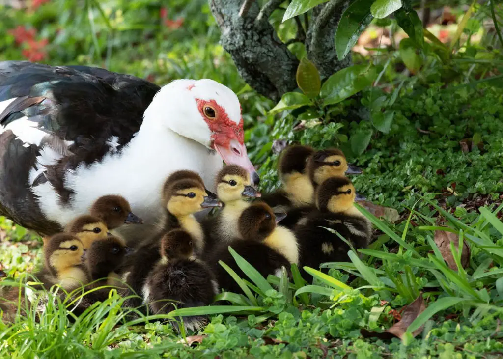 Muscovy mother duck with ducklings